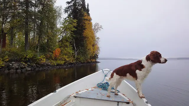 spaniel on a boat