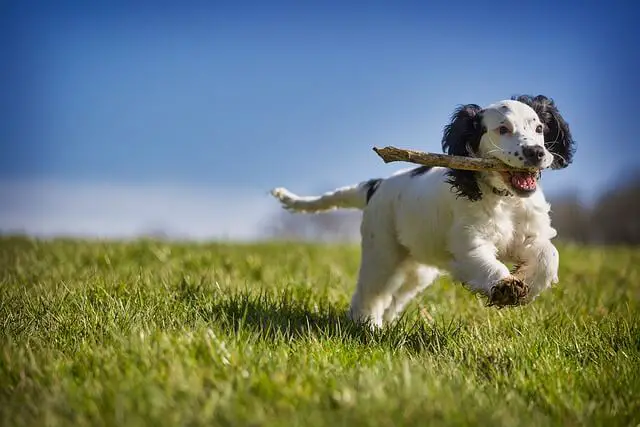 spaniel puppy running witha a stick