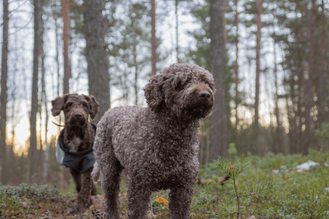 spanish water dogs