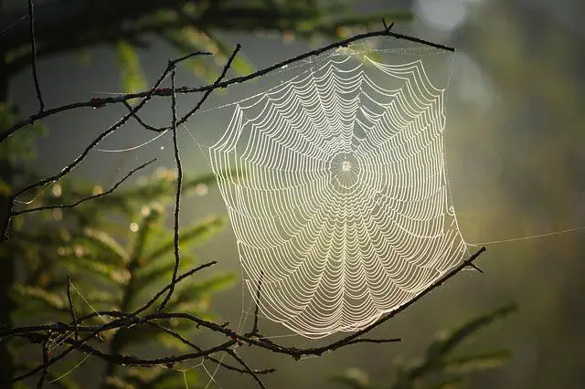 paukova mreža