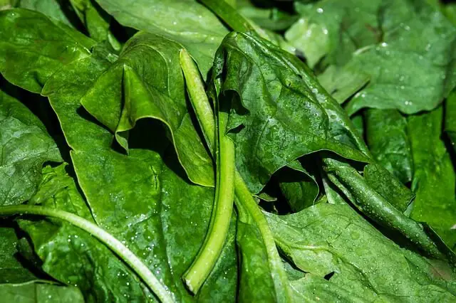 spinach closeup