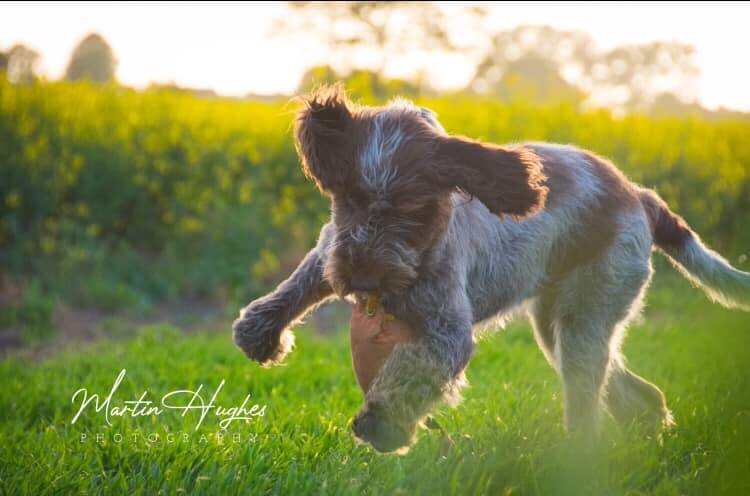 spinone italiano playing