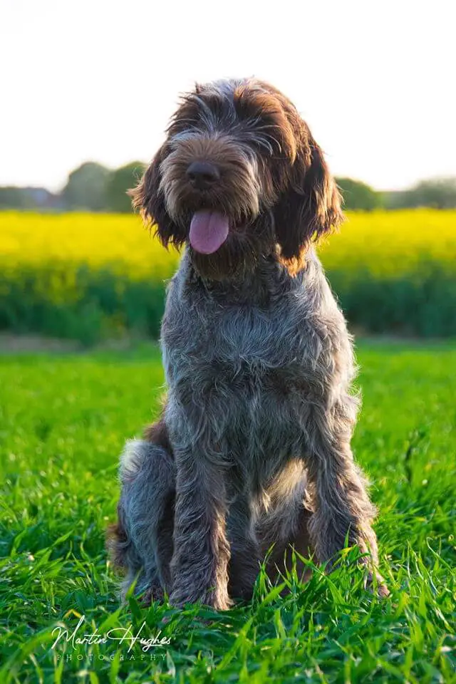 spinone italiano smiling