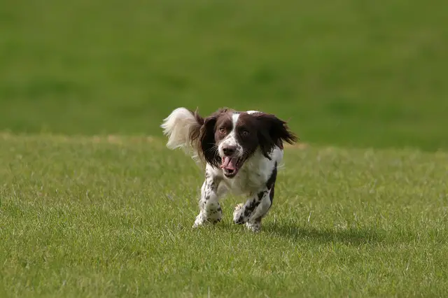 Springer Spaniel inglés