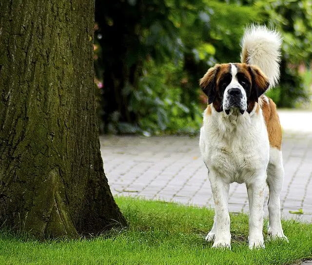 st bernard dog in nature