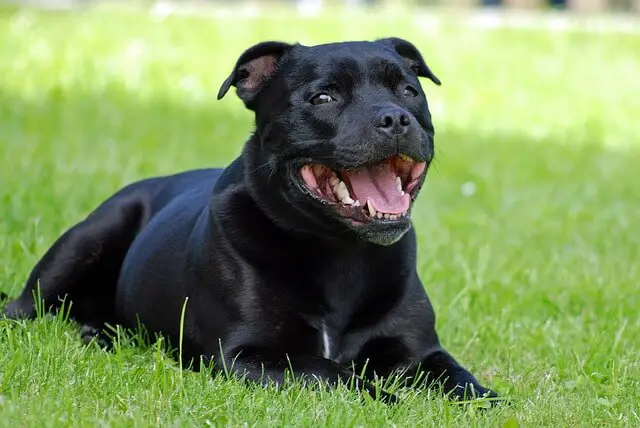 staffordshire terrier