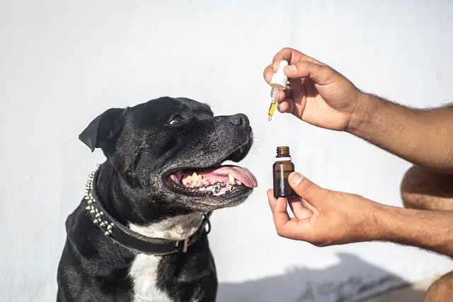 Staffordshire terrier obteniendo aceite de cbd