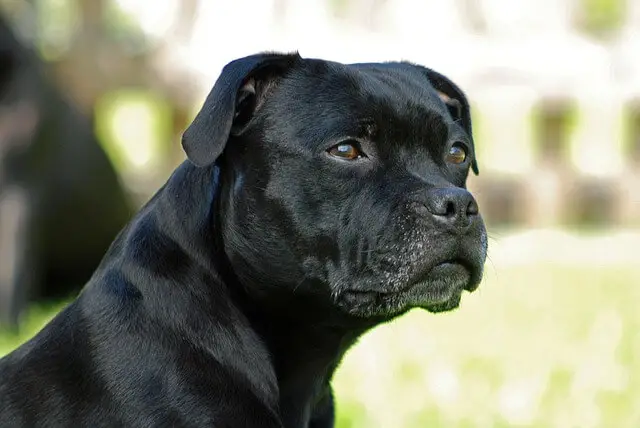 stafforshire bull terrier