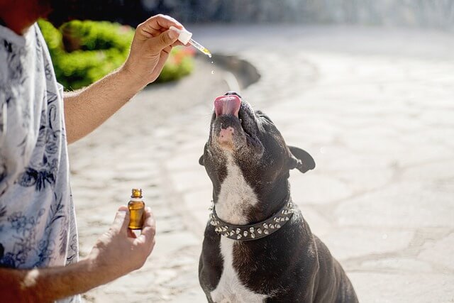 staffy getting cbd oil