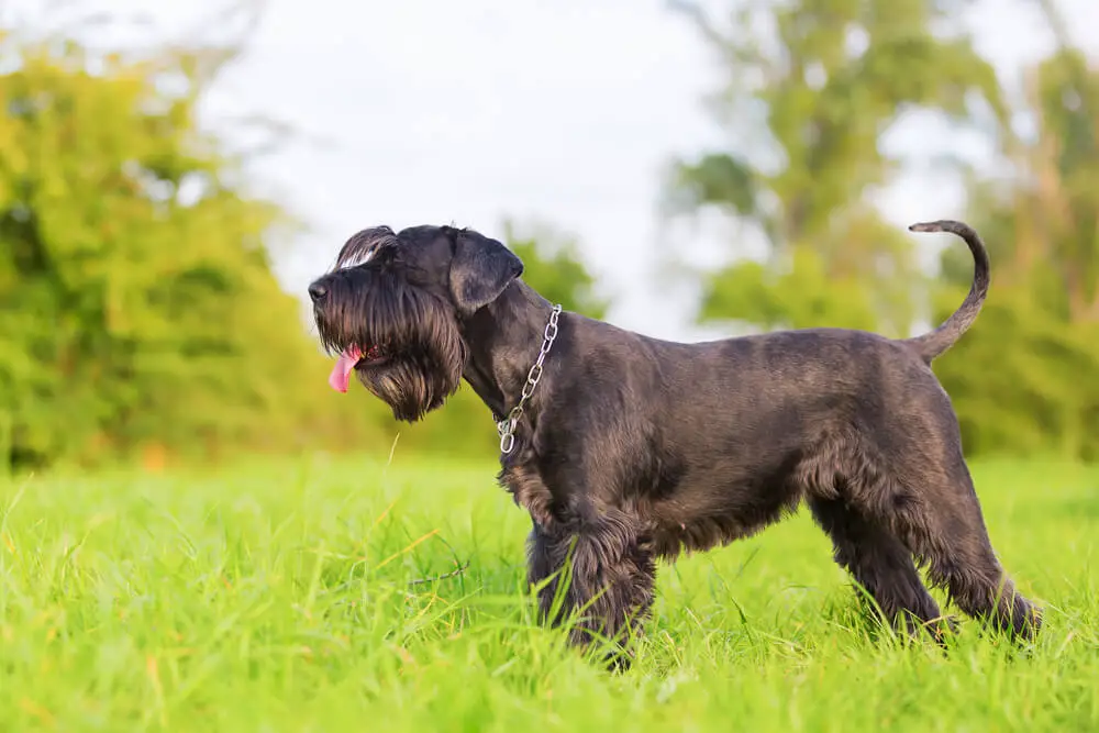 standard schnauzer