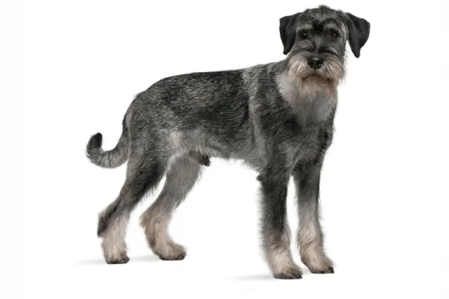 Standard Schnauzer