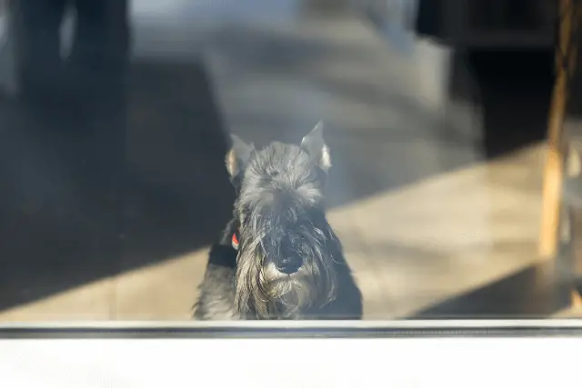 Standard Schnauzer