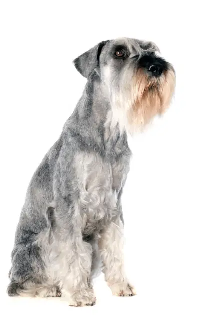 Standard Schnauzer