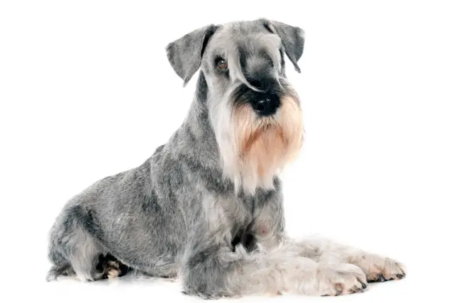 Standard Schnauzer