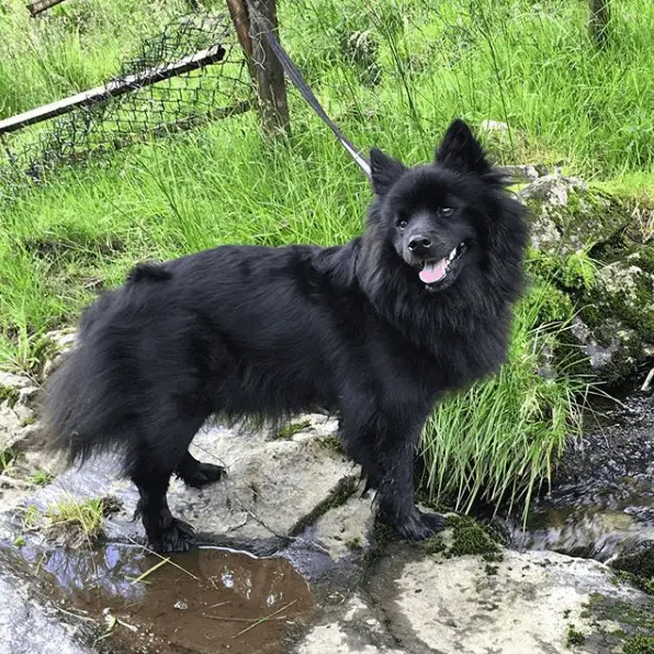 Perro Sueco de Laponia