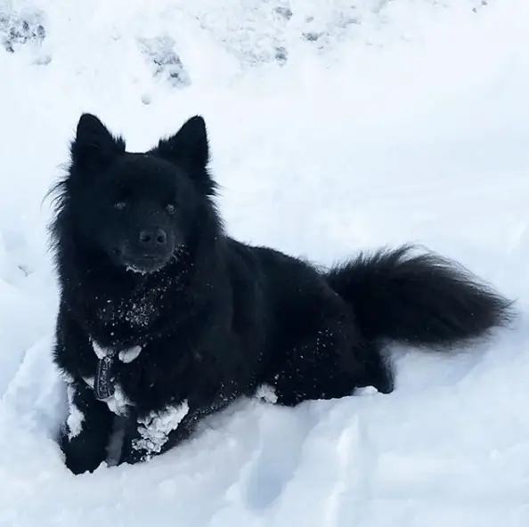 Perro Sueco de Laponia