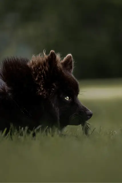 Swedish Lapphund