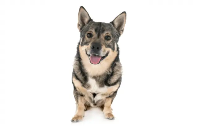 Swedish Vallhund