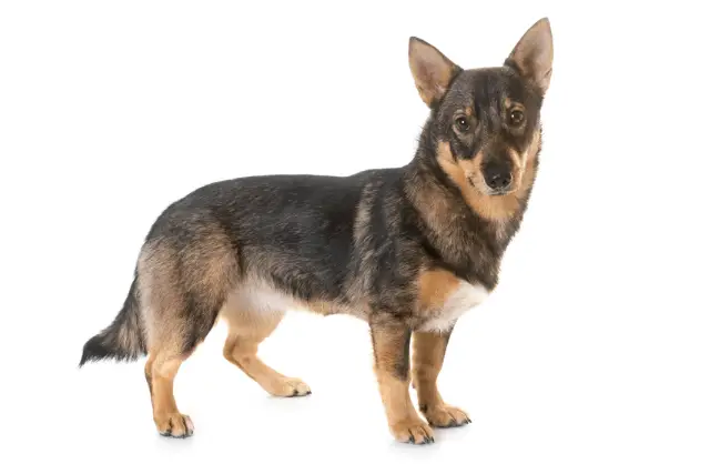 Swedish Vallhund