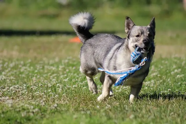 swedish vallhund