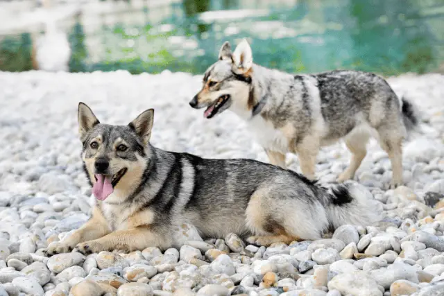 Swedish Vallhund dogs