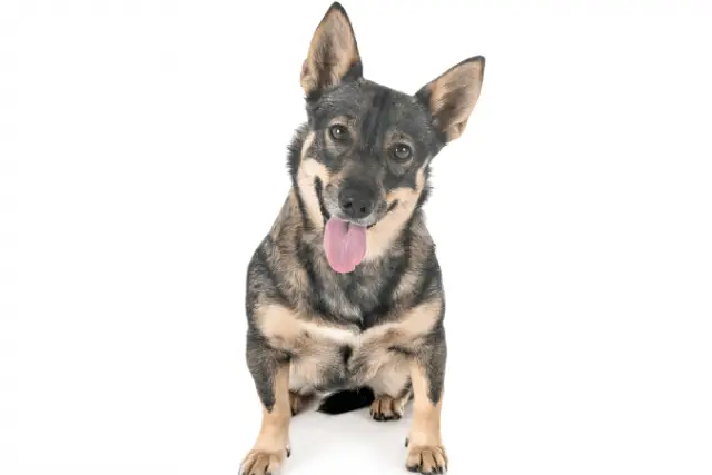 Swedish Vallhund