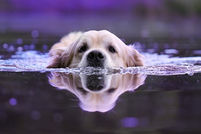 swimming dog