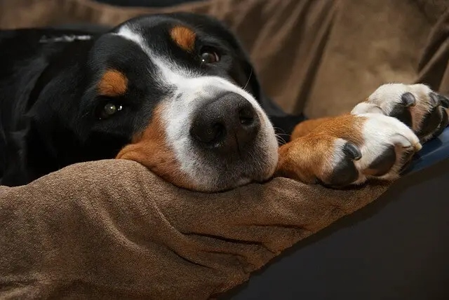 swiss dog laying on couch