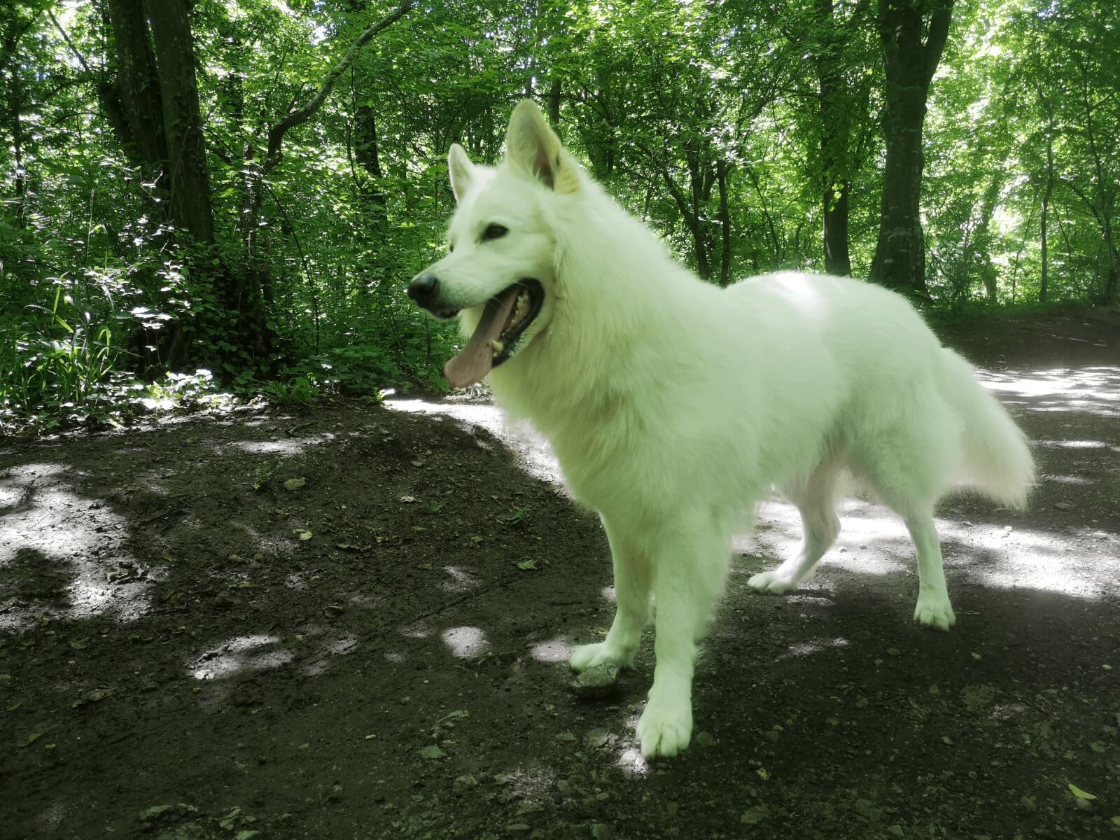 swiss white dog