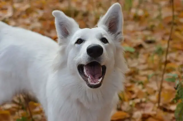 swiss-white-shepherd dog