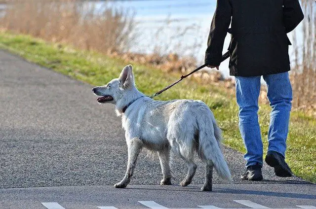 swiss white shepherd on leash