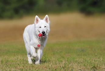 are white swiss shepherd dog hypoallergenic