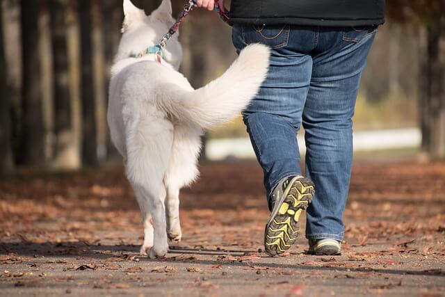 swiss white shepherd walking