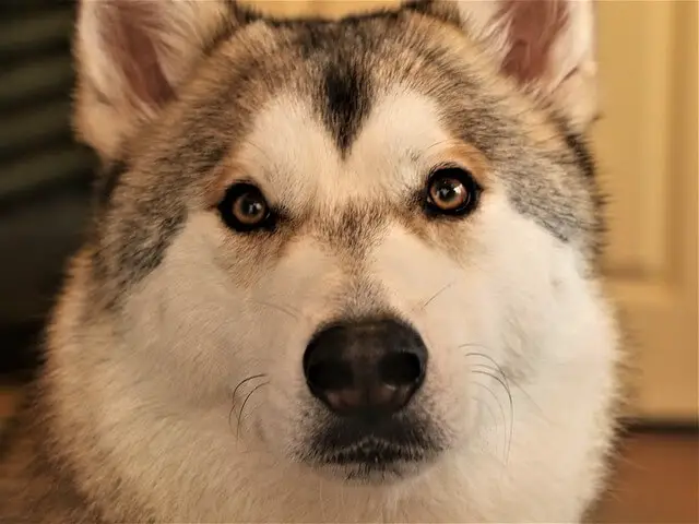 Tamaskan Dog