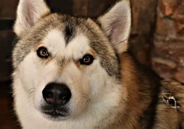 tamaskan dog