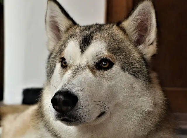 Tamaskan Dog profile