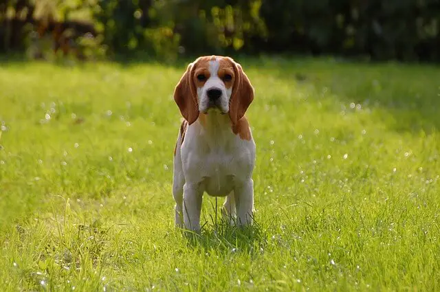 standard beagle