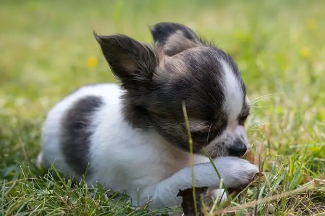 teacup chihuahua puppy playing