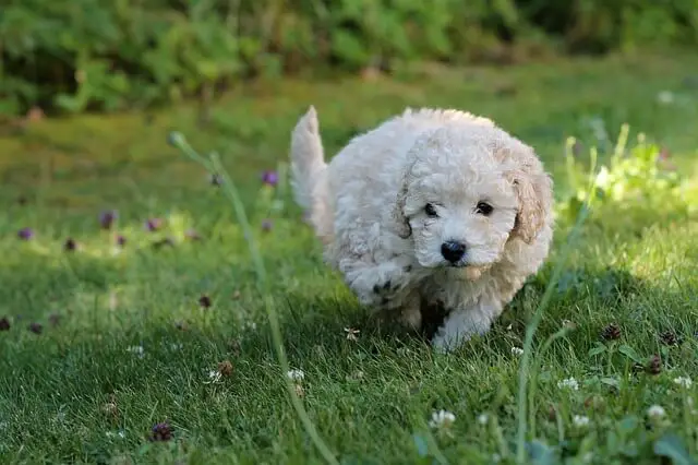 teacup poodle puppy