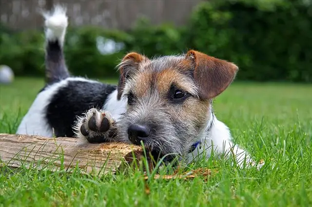terrier dog playing outside