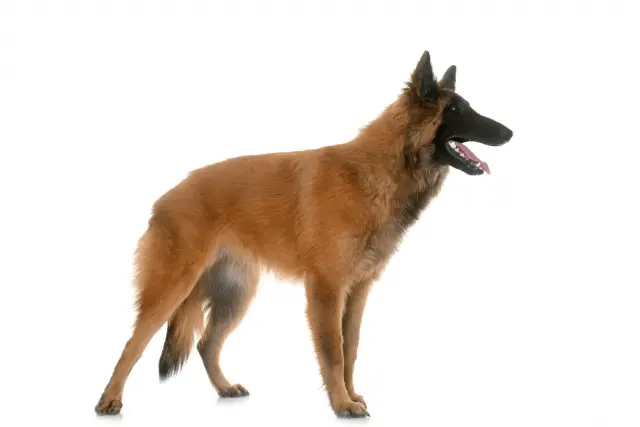 Tervuren