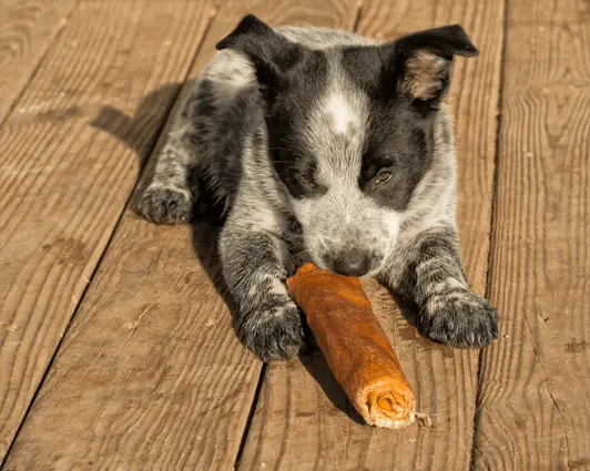 texas heeler puppy