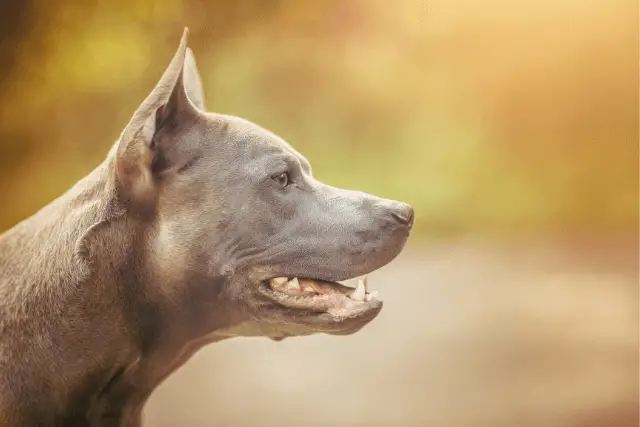 Thai Ridgeback