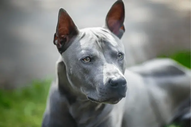 Thai Ridgeback