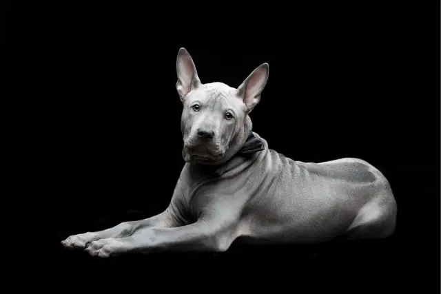 Thai Ridgeback