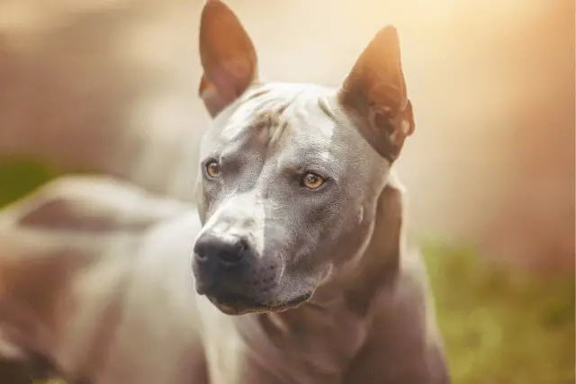 Thai Ridgeback