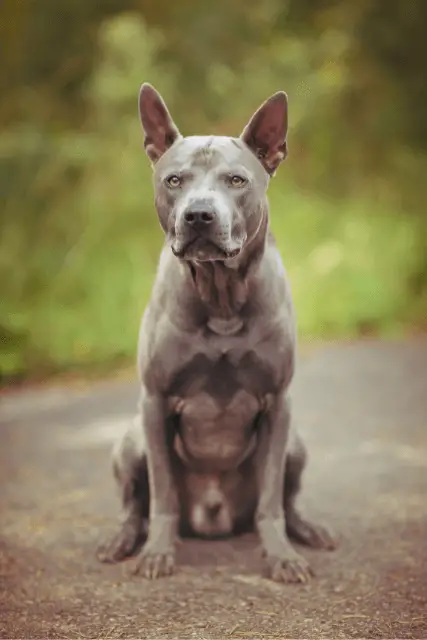 Thai Ridgeback