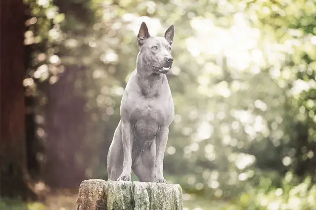 thai ridgeback dog