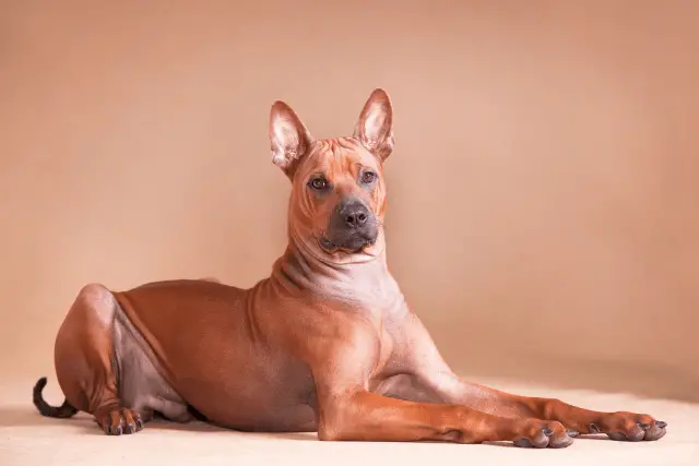 Thai Ridgeback