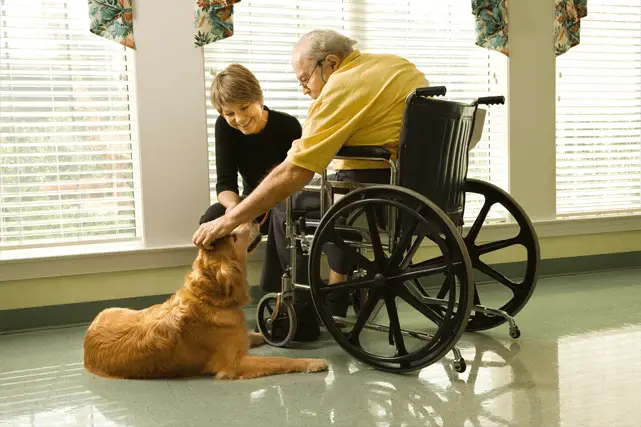 therapy dog in training